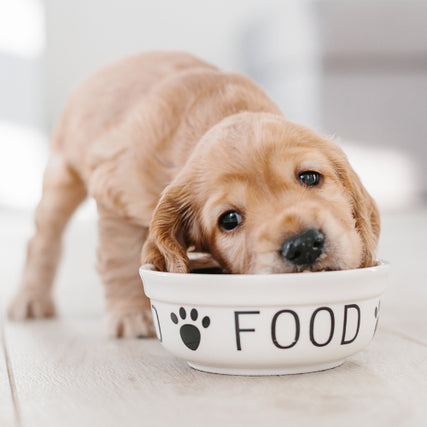 Grain-FreeA small golden-brown puppy eagerly eats from a white bowl labeled 