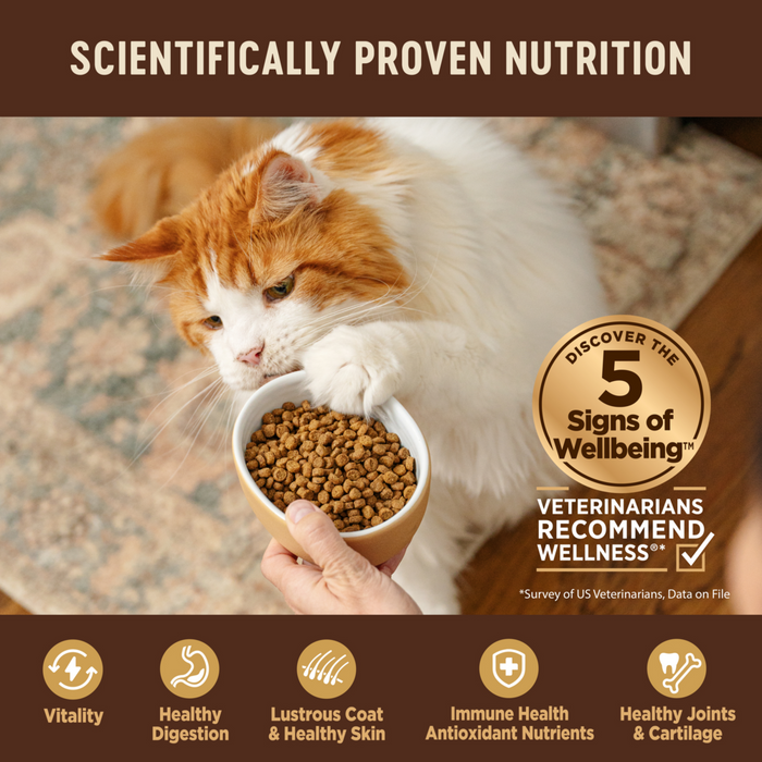 Healthy Best Nutrition For Cats Healthy Food Best Cat Diet Best