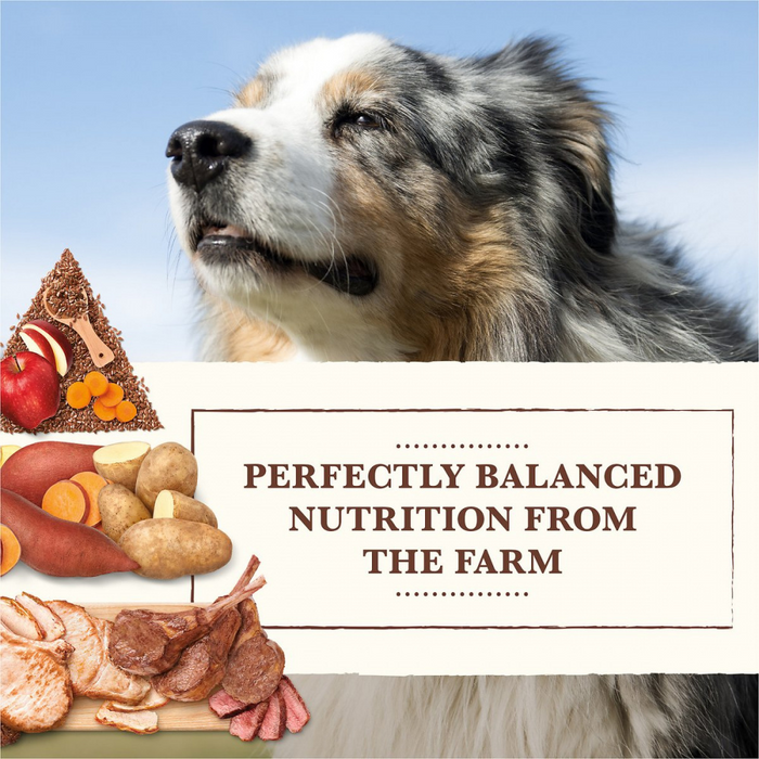 Homemade dog tenable food for australian shepherd