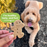 Buddy Biscuits Crunchy Grain Free Chicken Dog Treats