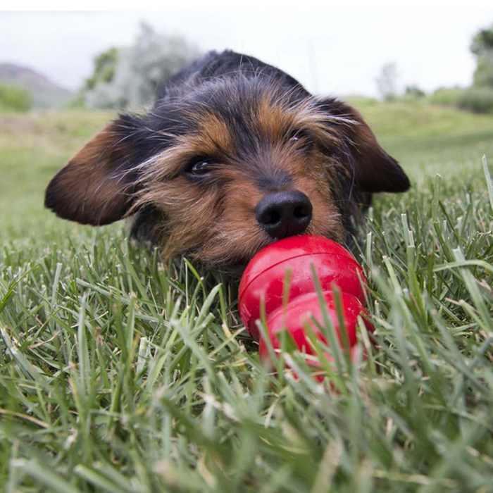 KONG Peanut Butter Easy Treat for Dogs