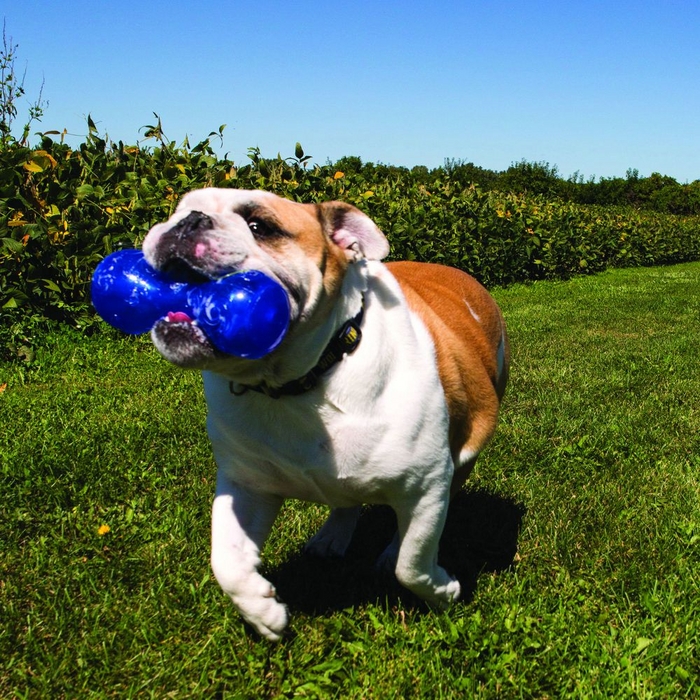 Kong barbell dog toy best sale