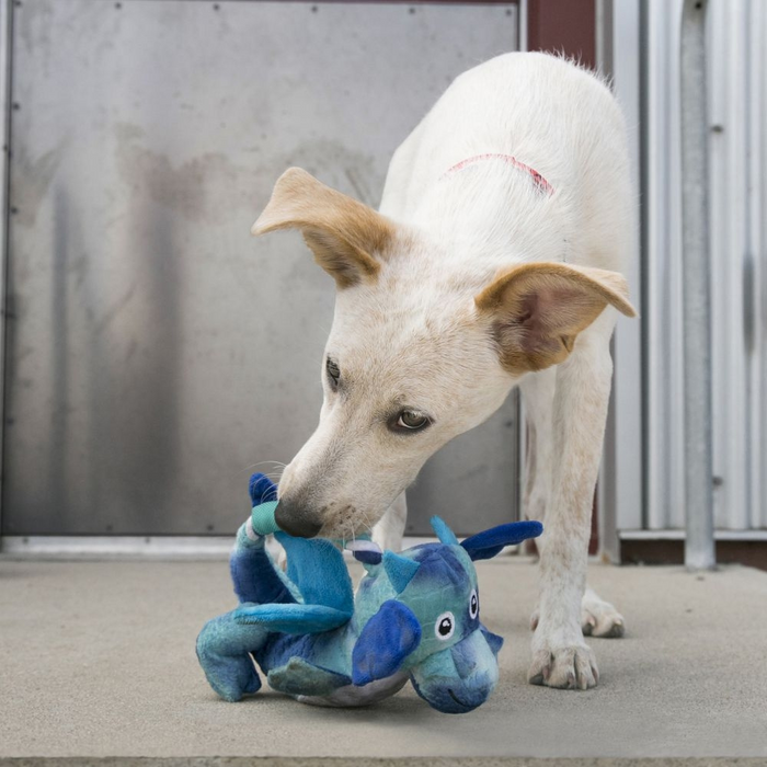 KONG Dragon Knots Dog Toy