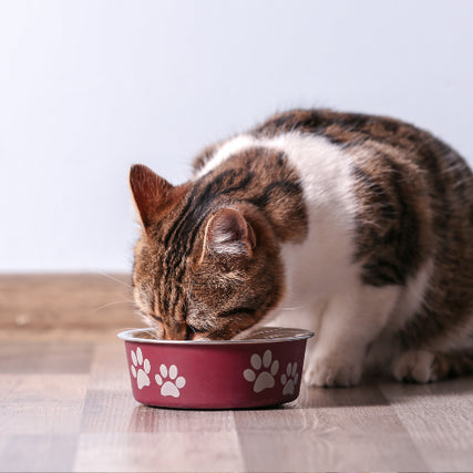 Cat FoodA tabby cat is eating from a red bowl with white paw prints on a wooden floor. The scene conveys a sense of calm and contentment.