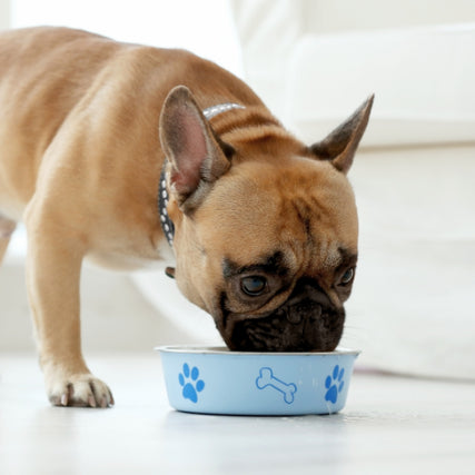 Dog FoodA tan French Bulldog with a black collar eats from a blue bowl decorated with paw prints and a bone icon, against a softly lit, white background.