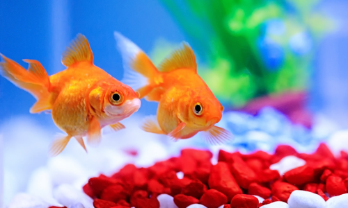 fish accessories all animal food BNYEE Brine Shrimp Cubes Natural Tropical for Small to Medium Sized Saltwater & Freshwater Fish protein food sinks quickly to reach algae Aquariums and Accessories  Petsense